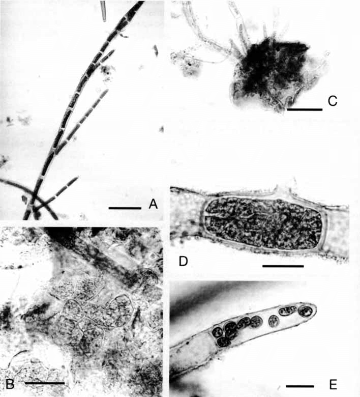 Bacicladia chenonum